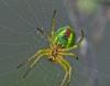 Araniella sp.